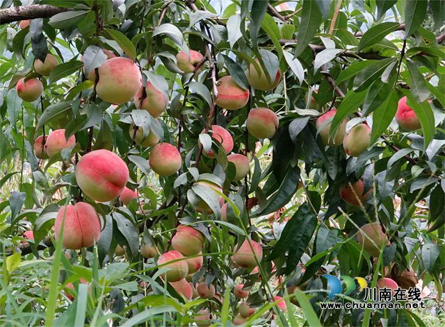 “秋燕香桃”进入采摘期.JPG