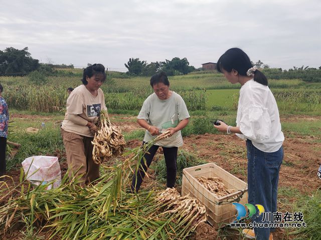 姜农采挖牛滩生姜（曾佐然摄）.jpg