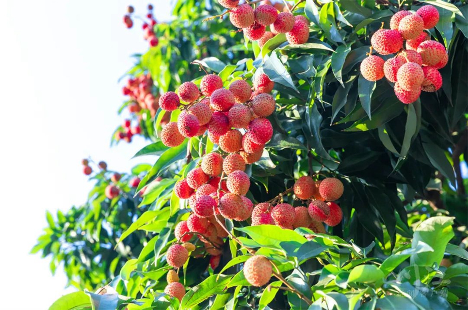 7月是甜味的!合江荔枝登上中国国家地理(图1) 1.jpg