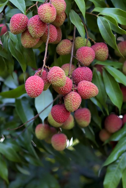 7月是甜味的!合江荔枝登上中国国家地理(图8) 8.jpg