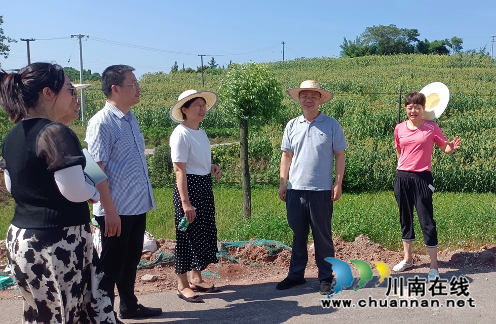 泸县民革和九三学社调研泸泸永万亩高粱基地2.jpg
