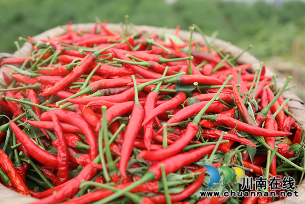 合江县临港街道高庙子村:小辣椒种出红火振兴路(图1) QQ浏览器截图20220722153555.png