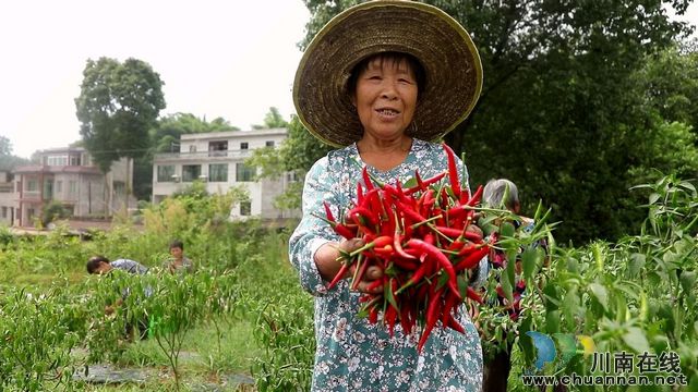 辣椒喜获丰收.jpg