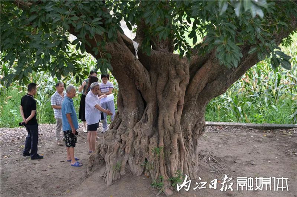 内江这棵320岁的“树爷爷”有了“身份证”(图4) 4.jpg