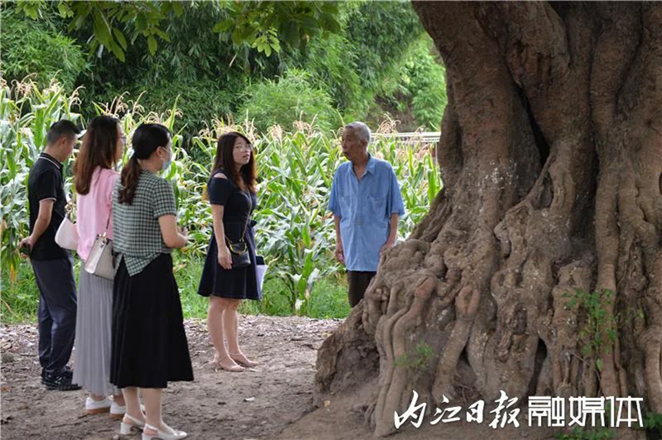 内江这棵320岁的“树爷爷”有了“身份证”(图5) 5.jpg