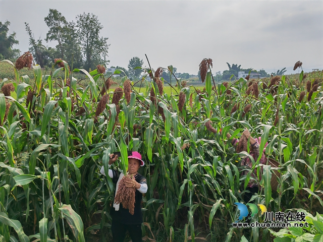 总产突破4万吨,产值突破3亿元!泸县13万亩酿酒高粱映红村民致富路(图2) 村民收割高粱1(曾佐然摄).jpg