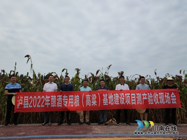 总产突破4万吨,产值突破3亿元!泸县13万亩酿酒高粱映红村民致富路(图3) 泸县2022年酿酒专用粮(高粱)基地建设项目测产验收现场会(曾佐然摄).jpg