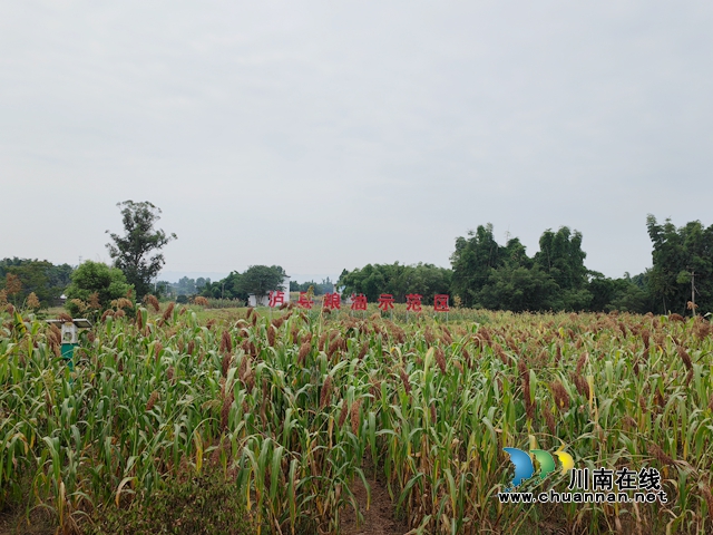 总产突破4万吨,产值突破3亿元!泸县13万亩酿酒高粱映红村民致富路(图4) 泸县13万亩酿酒高粱喜获丰收.jpg