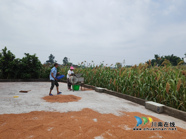 总产突破4万吨,产值突破3亿元!泸县13万亩酿酒高粱映红村民致富路(图5) 村民除壳晒高粱(曾佐然摄).jpg