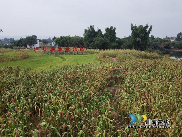 总产突破4万吨,产值突破3亿元!泸县13万亩酿酒高粱映红村民致富路(图6) 泸县粮油示范区方洞镇陈田村高粱映蓝天(曾佐然摄).jpg