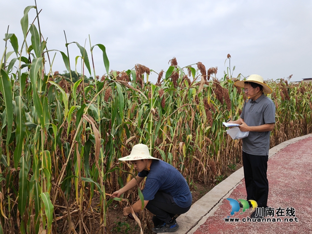 总产突破4万吨,产值突破3亿元!泸县13万亩酿酒高粱映红村民致富路(图8) 专家现场挖土测产(曾佐然摄).jpg