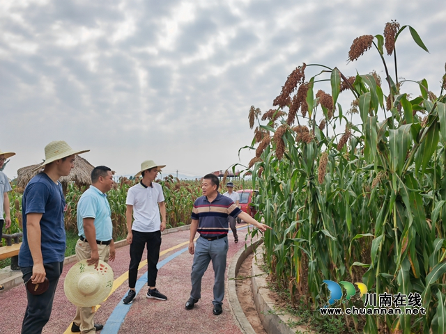 总产突破4万吨,产值突破3亿元!泸县13万亩酿酒高粱映红村民致富路(图7) 专家现场观察高粱长势(曾佐然摄).jpg