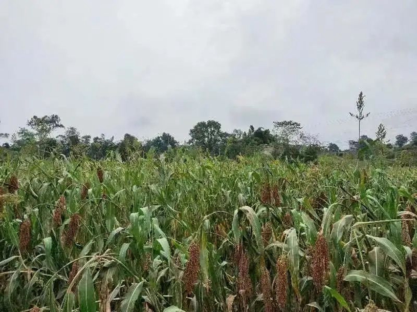 泸县:男子摸黑“丰收”高粱,次日民警就上门(图2) 2.jpg