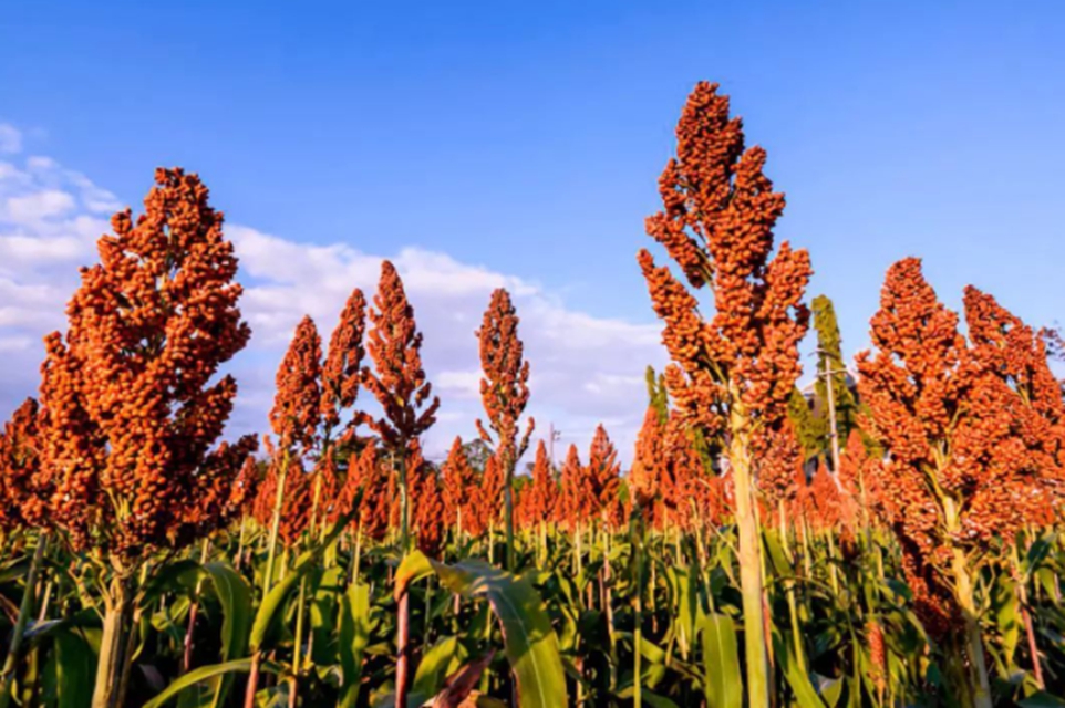 泸县:男子摸黑“丰收”高粱,次日民警就上门(图1) 1.jpg