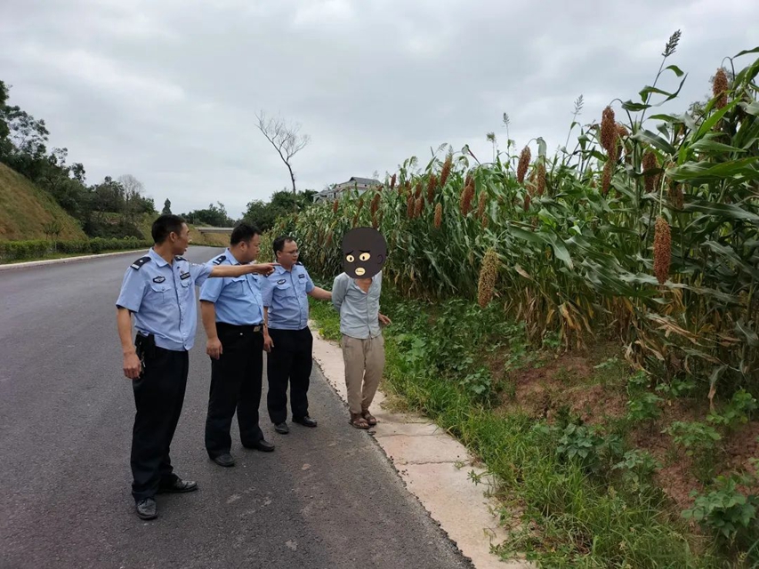 泸县:男子摸黑“丰收”高粱,次日民警就上门(图5) 5.jpg
