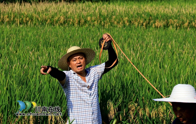单产740公斤!合江县水稻丰收在望(图2) 2.jpg