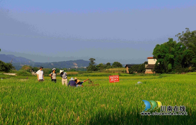 单产740公斤!合江县水稻丰收在望(图1) 1.jpg