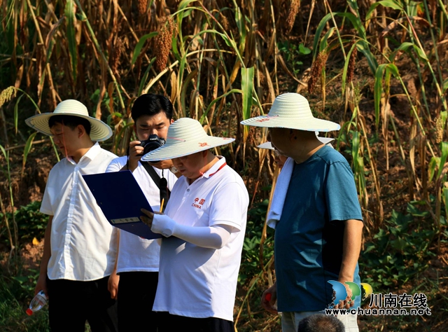 单产740公斤!合江县水稻丰收在望(图3) 3.jpg