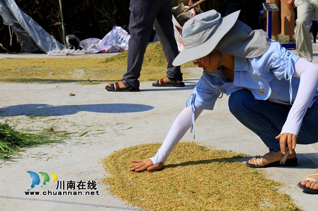 单产740公斤!合江县水稻丰收在望(图5) 5.jpg