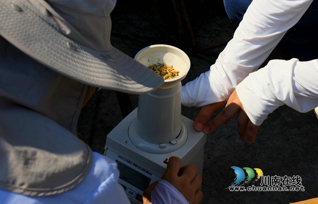 单产740公斤!合江县水稻丰收在望(图6) 6.jpg