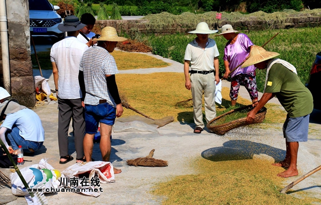 单产740公斤!合江县水稻丰收在望(图4) 4.jpg