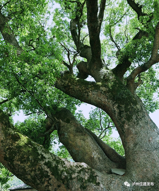 全城征集 | 泸州城区“最美古树名木”就在你身边？快来推荐吧！