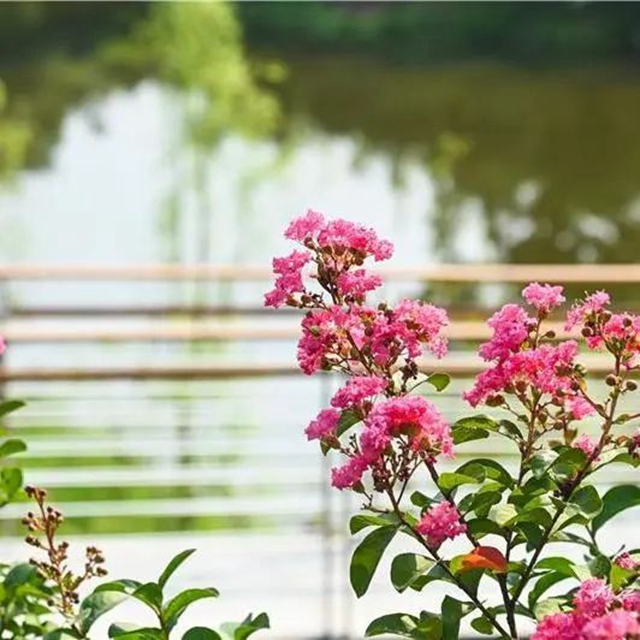 占地约400亩!内江这里即将诞生一座“甜蜜花园”(图5) 5.jpg