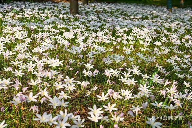 占地约400亩!内江这里即将诞生一座“甜蜜花园”(图6) 6.jpg