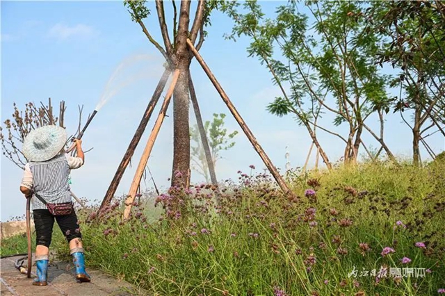 占地约400亩!内江这里即将诞生一座“甜蜜花园”(图11) 11.jpg