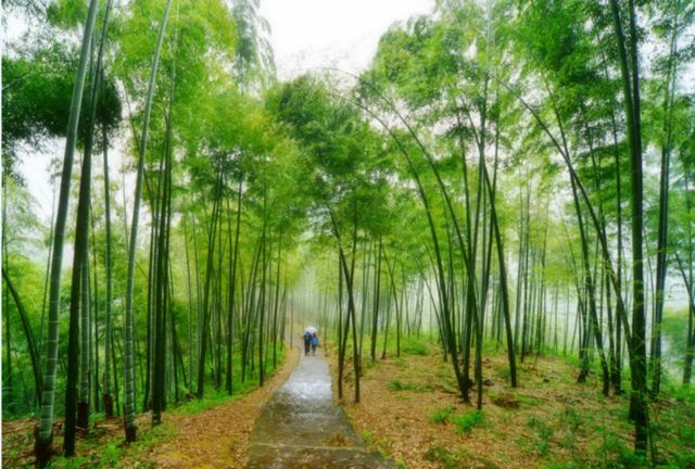 签约24.35亿!“宜宾竹”迎来发展新机遇(图9) nEO_IMG_9.jpg