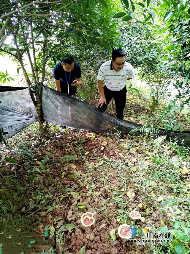 图3：村民参观成功试种的仿野生灵芝.jpg