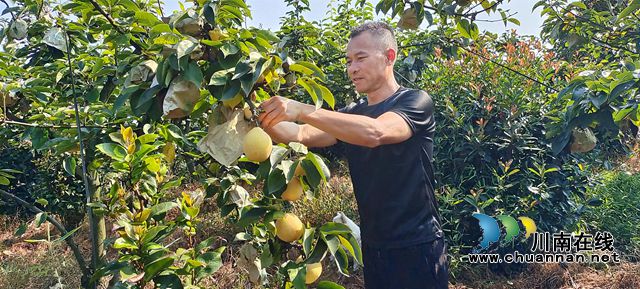 图2：向省辉查看黄金梨.jpg