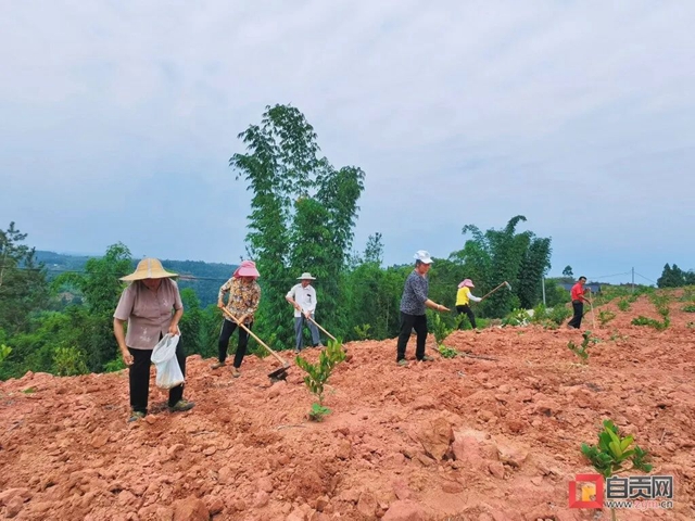 荣县:大豆“唤”醒撂荒地,佛手“敲”开致富门(图1) 1.jpg