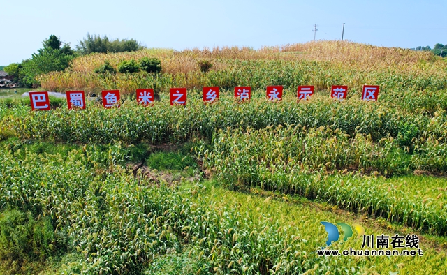 泸县立石镇:川渝万亩高粱红,群众丰收乐开颜(图1) 图片1.jpg