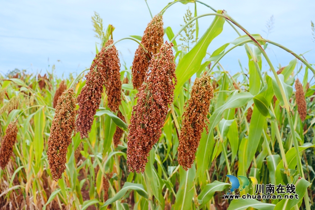 泸县立石镇:川渝万亩高粱红,群众丰收乐开颜(图2) 图片2.jpg
