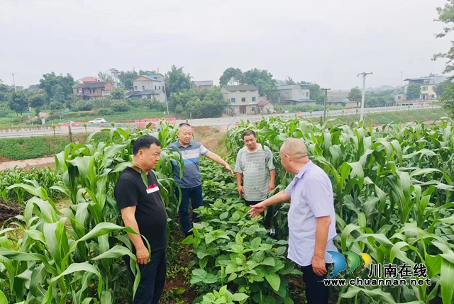 泸县立石镇:川渝万亩高粱红,群众丰收乐开颜(图4) 图片4.1.jpg