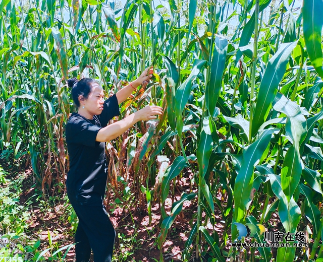 泸县立石镇:川渝万亩高粱红,群众丰收乐开颜(图8) 图片4.jpg