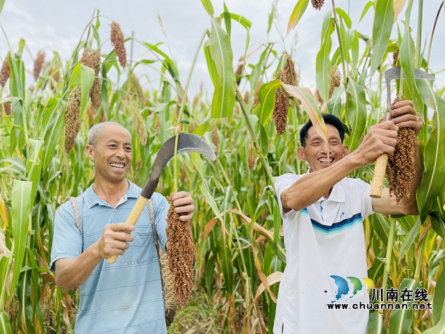 泸县立石镇:川渝万亩高粱红,群众丰收乐开颜(图3) 图片3.jpg