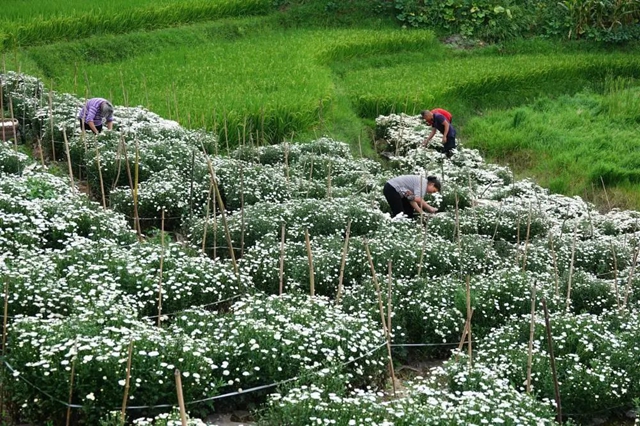 古蔺:夏日采菊忙,花开人喜“银满筐”!(图1) 1.jpg