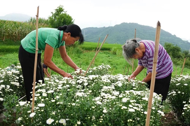 古蔺:夏日采菊忙,花开人喜“银满筐”!(图3) 3.jpg