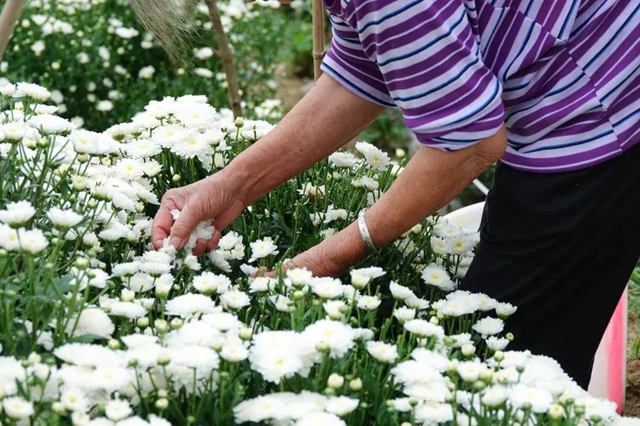 古蔺:夏日采菊忙,花开人喜“银满筐”!(图5) 5.jpg