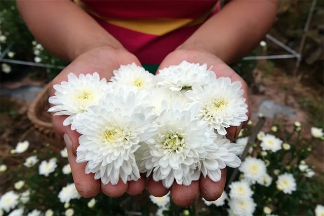 古蔺:夏日采菊忙,花开人喜“银满筐”!(图2) 2.jpg