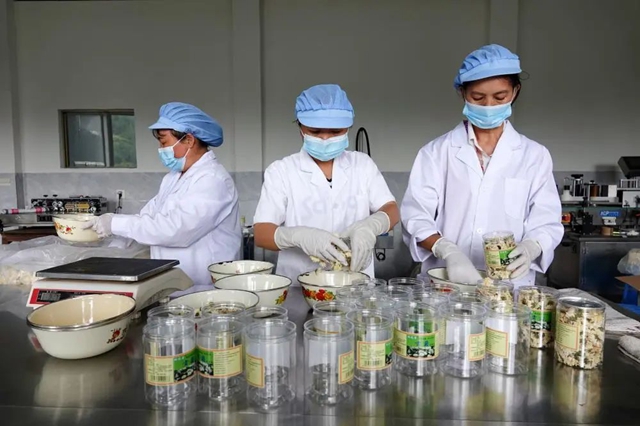 古蔺:夏日采菊忙,花开人喜“银满筐”!(图7) 7.jpg