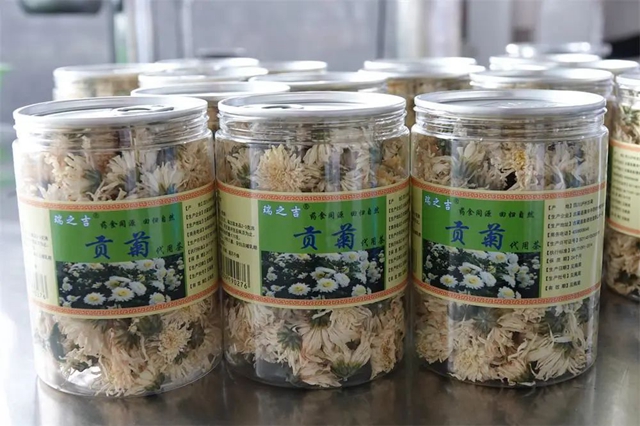 古蔺:夏日采菊忙,花开人喜“银满筐”!(图9) 9.jpg