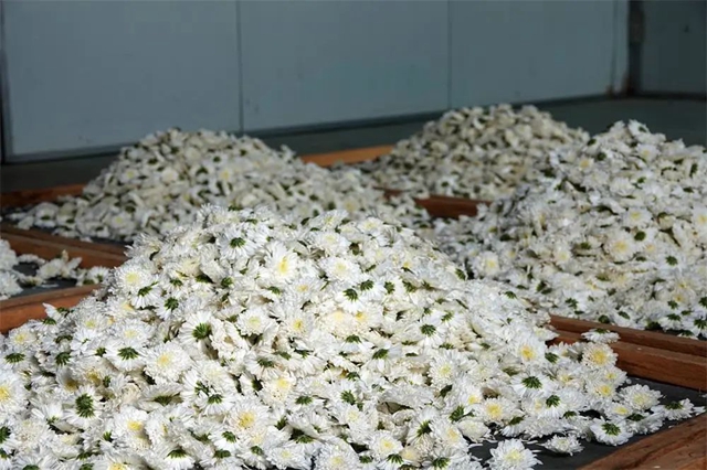 古蔺:夏日采菊忙,花开人喜“银满筐”!(图10) 10.jpg