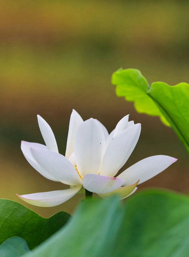 炎炎夏日,带你领略荷花之美!(图1) 1.jpg