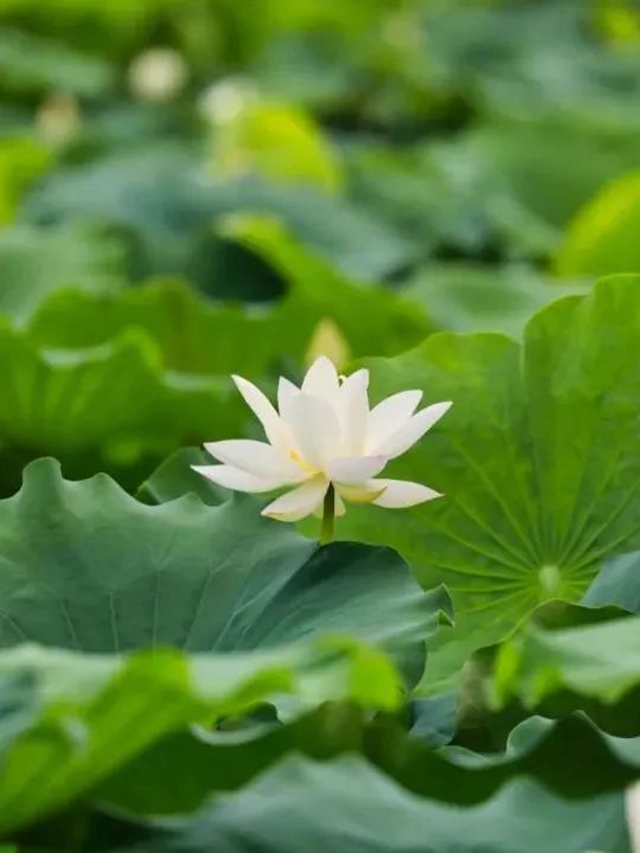 炎炎夏日,带你领略荷花之美!(图9) 9.jpg