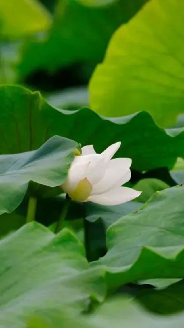 炎炎夏日,带你领略荷花之美!(图10) 10.jpg