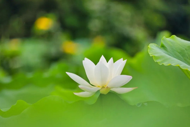 炎炎夏日,带你领略荷花之美!(图11) 11.jpg