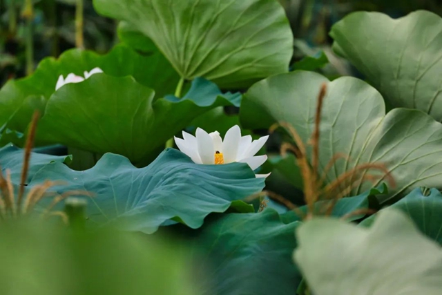 炎炎夏日,带你领略荷花之美!(图12) 12.jpg